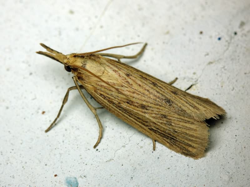 Ematheudes punctella